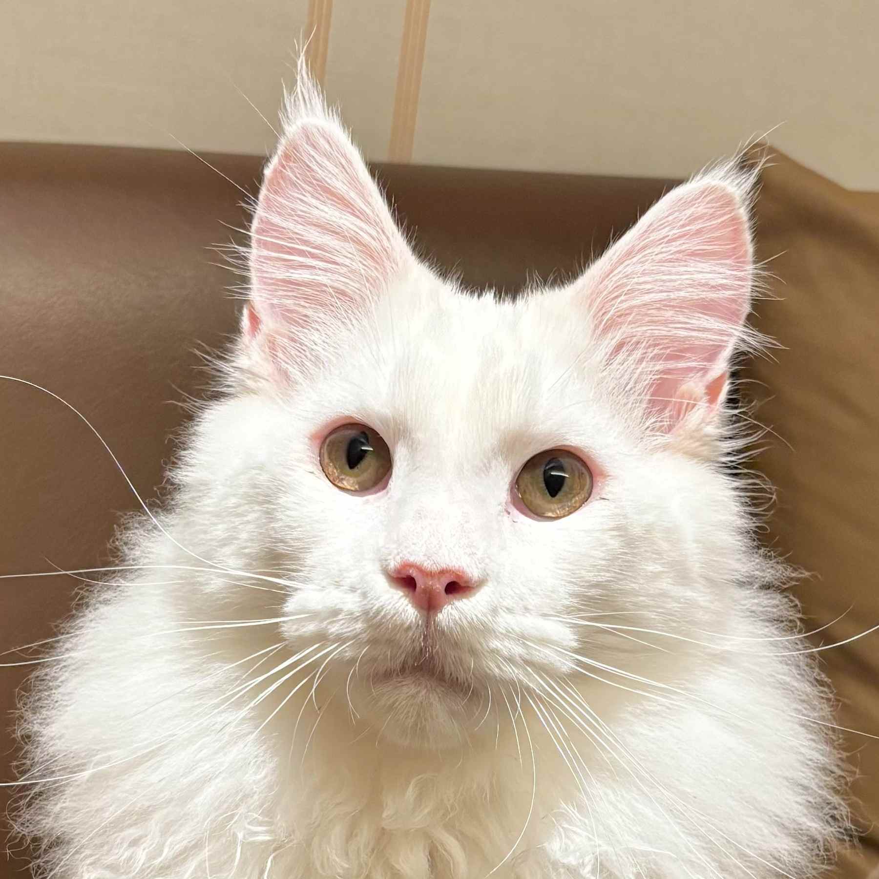 しろすけ